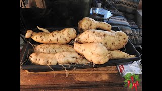 PURPLE OKINAWAN HYDROPONIC SWEET POTATO FINAL HARVEST [upl. by Evy212]