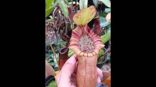 Nepenthes ventricosa x  spectabilis x northiana [upl. by Llehsad]