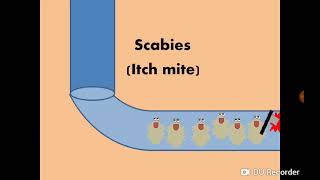 Sarcoptes scabiei Itch mite amp Scabies الجرب [upl. by Annuhsal74]