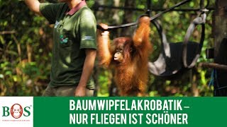 Baumwipfelakrobatik  Nur Fliegen ist schöner  BOS  orangutande [upl. by Andy]