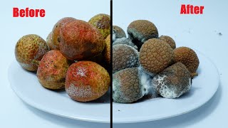 Rotting Lychees Time Lapse  Litchi Fruit Decomposition [upl. by Kcinomod]