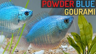 The Power of Powder Blue A Guide to Raising and Caring for Gourami Fish Trichogaster lalius [upl. by Aydni91]