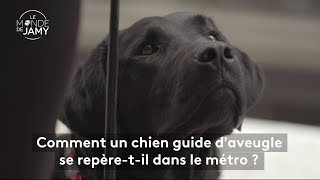 Le meilleur du monde de Jamy – Comment un chien guide d’aveugle se repère dans le métro [upl. by Nigem193]