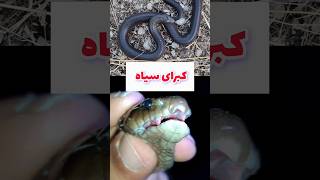 کبرای سیاه walterinnesiamorgani blacksnake shorts cobra nature hiking elapidae snake [upl. by Akiemaj]