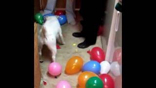 Family balloon popping dog [upl. by Ulrike]