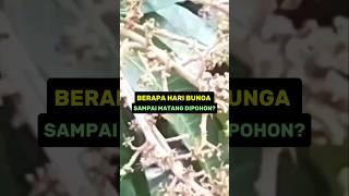 BERAPA HARI BUNGA SAMPAI MATANG DIPOHONshort [upl. by Eenej]