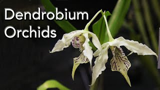 Dendrobium Orchid Varieties [upl. by Eanyl294]