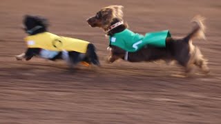 Youve got to see these Wiener Dogs racing [upl. by Ninnetta]