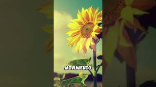 El Secreto de los Girasoles 🌻 [upl. by Anawak]