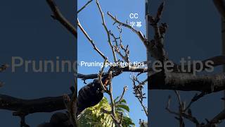 Pear tree pruning tips amp old pear tree pruning 梨树剪枝 [upl. by Eicats766]