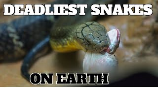 Meet the Snakes with the Deadliest Bites [upl. by Sib]