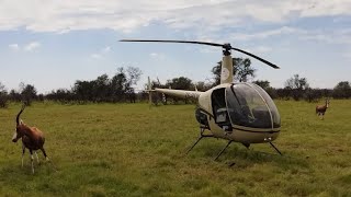 Animals captured and relocated by Goldfields Game Capture [upl. by Burhans]