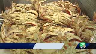 Dungeness crab season off most of California to end early [upl. by Silvester]