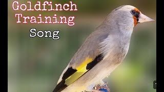 Goldfinch Bird Singing Song Video To Training Goldfinch bird [upl. by Juxon366]