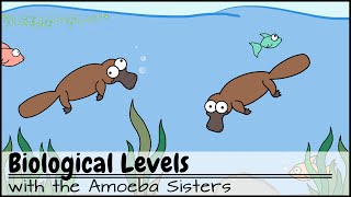 Biological Levels in Biology The World Tour [upl. by Catherin158]