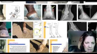 Equine Ring Bone Side bone Remedies [upl. by Zurciram234]