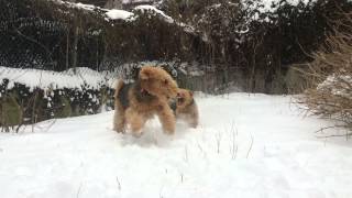 Airedale Terrier Lenny amp Welsh Terrier Martin 10 [upl. by Sabba395]