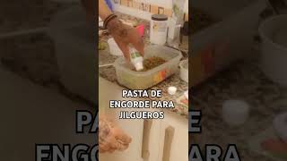 PASTA DE ENGORDE PARA JILGUEROS VIDEO COMPLETO EN EL CANAL DE YOUTUBE [upl. by Tezzil]