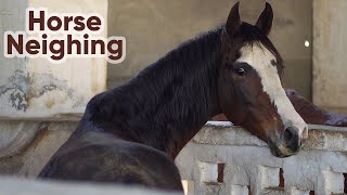 Horse Neighing Compilation  Animal Sounds [upl. by Gabe]