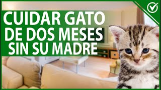 🐱 ¿Cómo Cuidar a un Gato de 2 Meses o Menor Sin su Madre  Guía de Cuidados 🐱🍼 [upl. by Nakeber]