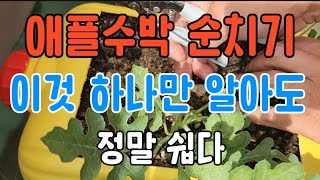 애플수박 순치기 이것 하나만 알면 아주 쉽다 [upl. by Zena244]