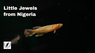 Aphyosemion calliurum  Stunning African Killifish [upl. by Roshelle]