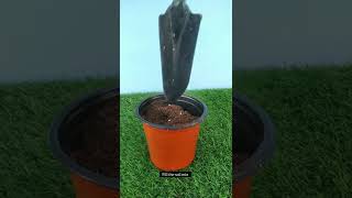 How to Grow gaillardia From Seeds At Home Gardening Zone shorts reels Viral howto [upl. by Darin]