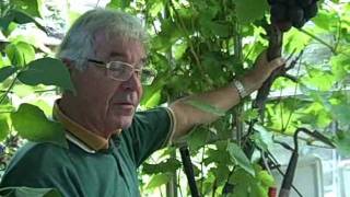 Growing Grape Vines in Greeenhouses [upl. by Sinnel]