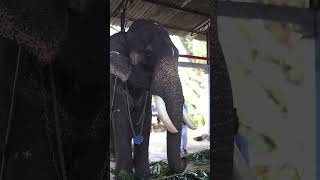 Kerala elephant short videoKerala elephant festival shortsfeeds keralaelephant kerala short [upl. by Lenna]