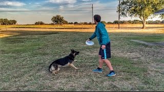 Ultimate Frisbee Dog  Brodie Smith [upl. by Amzu440]