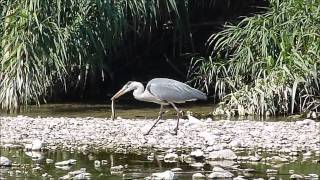 ANIMALES CIGUEÑA COMIENDOSE UNA SERPIENTEwmv [upl. by Biondo]