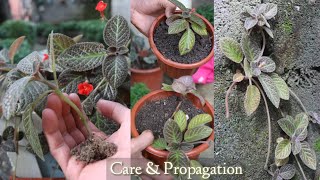 Episcia Cupreata Plants Care Tips And Propagation [upl. by Esmaria]