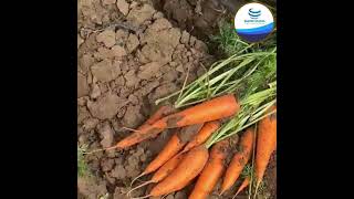 FAATIH GLOBAL TRADERS COMMODITIES PAKISTAN EXPORT FRESH CARROT [upl. by Georgena683]