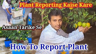 Plant Reporting Kaise Kare How To Report Plant Into Bigger Pot HowTo Report Plant In PlasticDrum [upl. by Mera]