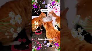 Alifun baa Arabic song  Cute cat naat🌹🌹 [upl. by Adnaram664]