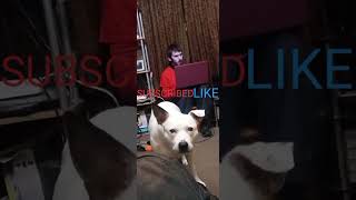 Big nick dog at Mauchline in 2023 video 2 [upl. by Mcfadden209]