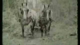 Spring mudtime logging in Whitefield Maine c 1950 by Chester Chase [upl. by Maurey]