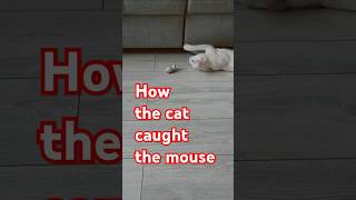 Cat Catches Mouse Toy Or Does It [upl. by Yedrahs]