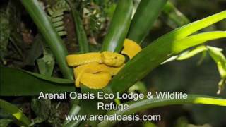 Arenal Oasis Eco Lodge amp Wildlife Refuge Slide Show [upl. by Anu538]