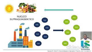 fisiopatologia de SAHOS [upl. by Gorlicki]