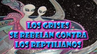 LOS GRISES SE REBELAN CONTRA LOS REPTILIANOS [upl. by Harolda]