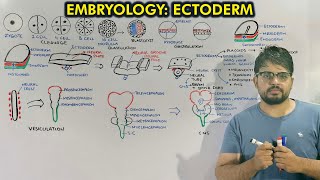 Neurulation and Organogenesis from Ectoderm  Embryology of Ectoderm [upl. by Enyawad]