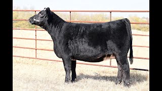 Lot 8 VanVorhis Show Cattle The Next Episode Sale 2024 [upl. by Nhguavoj309]