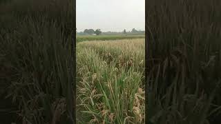 Indiyan khet [upl. by Hanima]