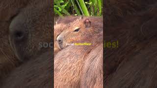 Capybara Facts Things you should know about Capybara 5 CapybaraFacts AmazingAnimals funfacts [upl. by Lauritz]