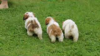 Lhasa Apso Puppies For Sale [upl. by Elyagiba161]