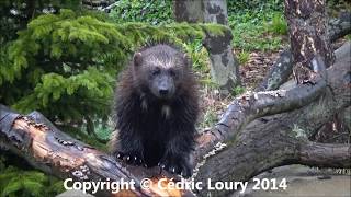 Gulo gulo  Linnaeus 1758  Mustelidae  Wolverine Glouton  Parc Zoologique Paris  042014 [upl. by Nashom970]