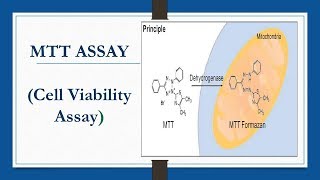 MTT ASSAY Cell Viability Assay [upl. by Reteip]