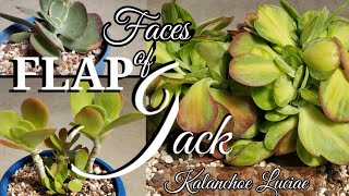 FLAPJACKKALANCHOE LUCIAEPADDLE PLANT care and propagation  quot 2500 Succulent ID Seriesquot 🦋80 [upl. by Aneert177]