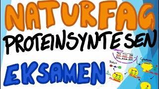 Naturfag muntlig eksamen  Proteinsyntesen [upl. by Gratiana]